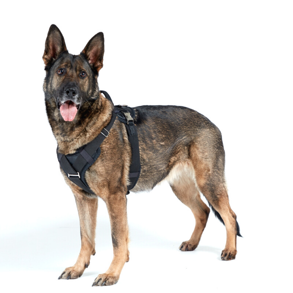 Trained dogs K9 Sport