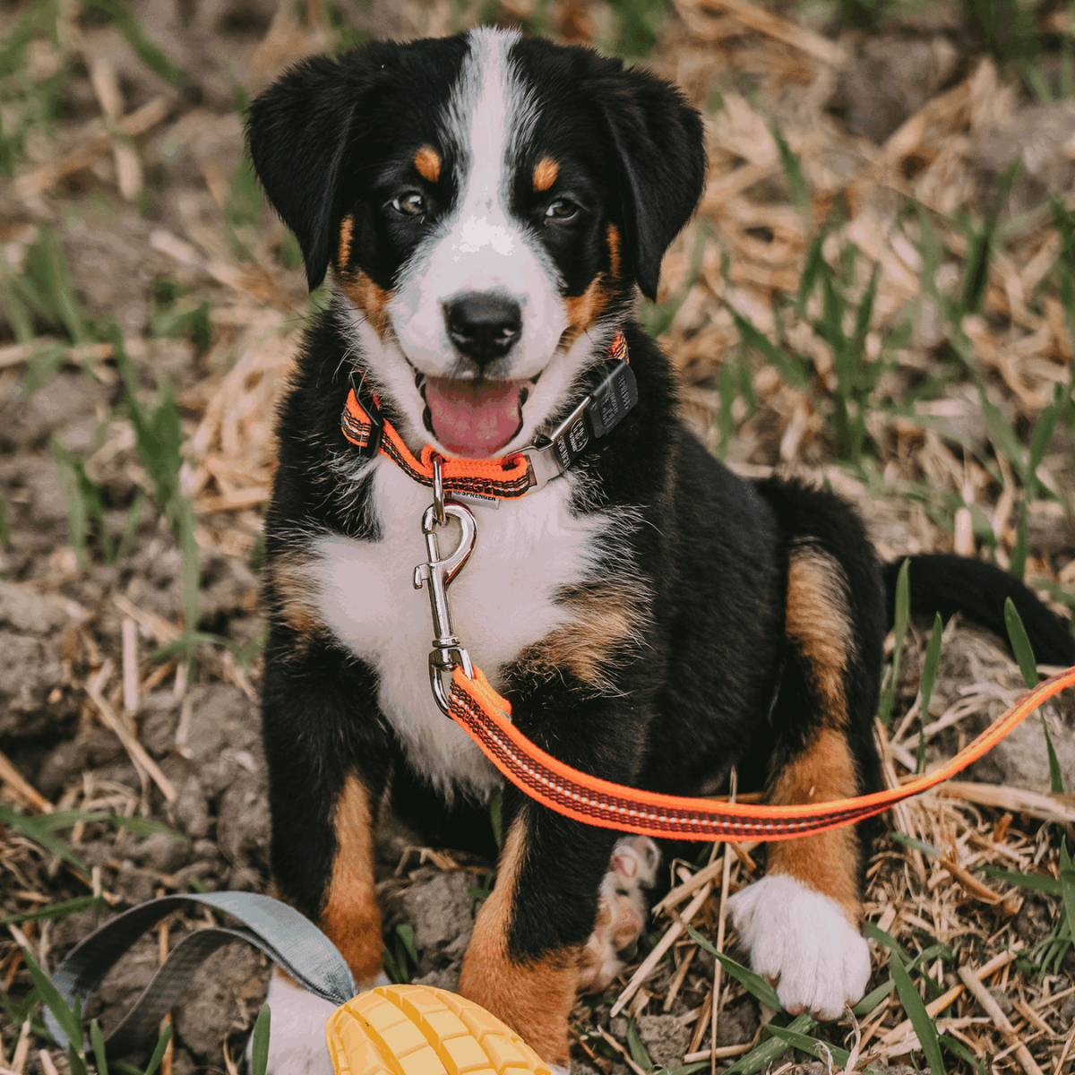 Reflective leash Sprenger (Germany)