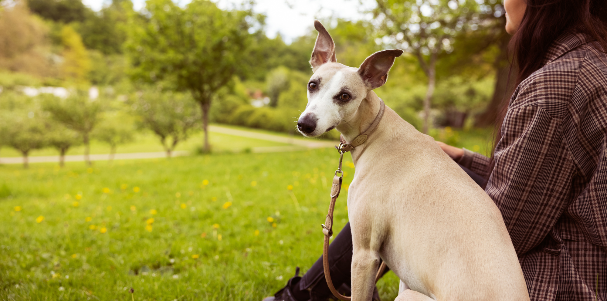 Svarīgākais, kas par alerģiju jāzina suņu saimniekiem
