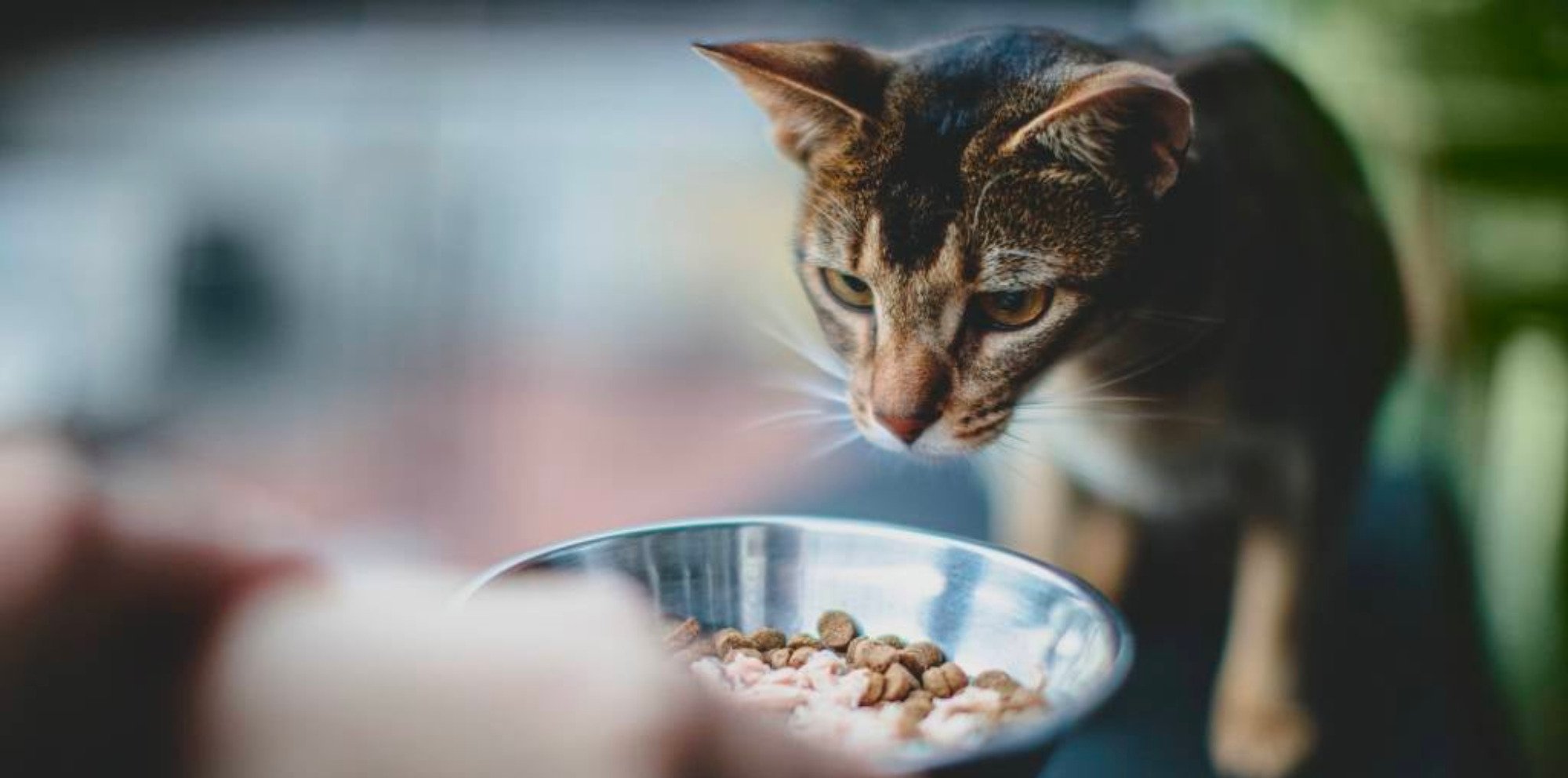 Kāpēc kaķi ir ļoti izvēlīgi ēdāji?