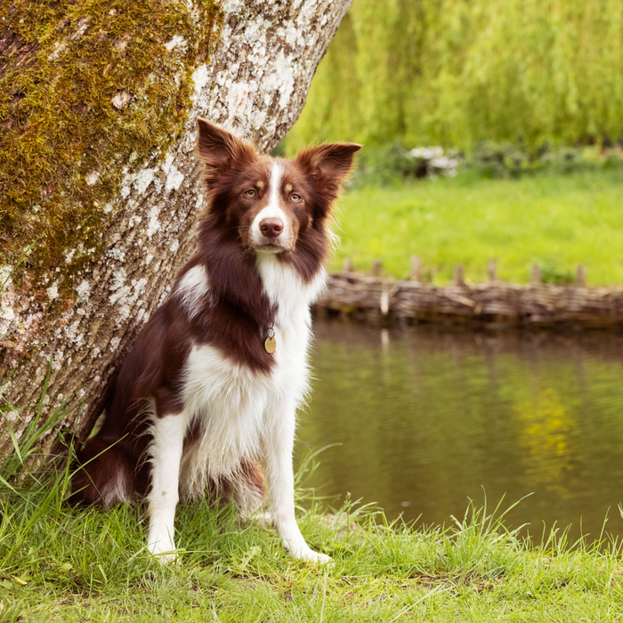 Barība vidēju un lielu šķirņu suņiem
