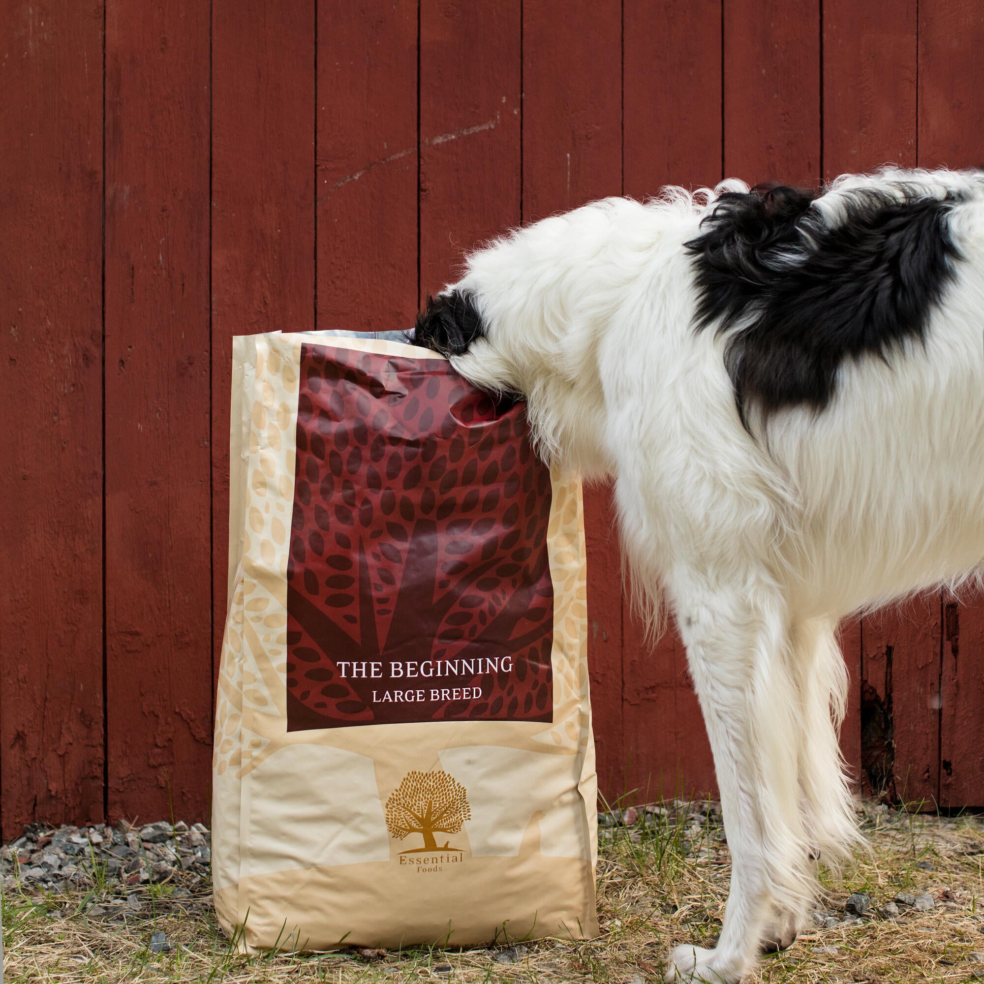 74% meat duck, chicken, salmon, trout, eggs Super premium grainless feed for puppies of large breeds The BEGINNING-LARGE BREED