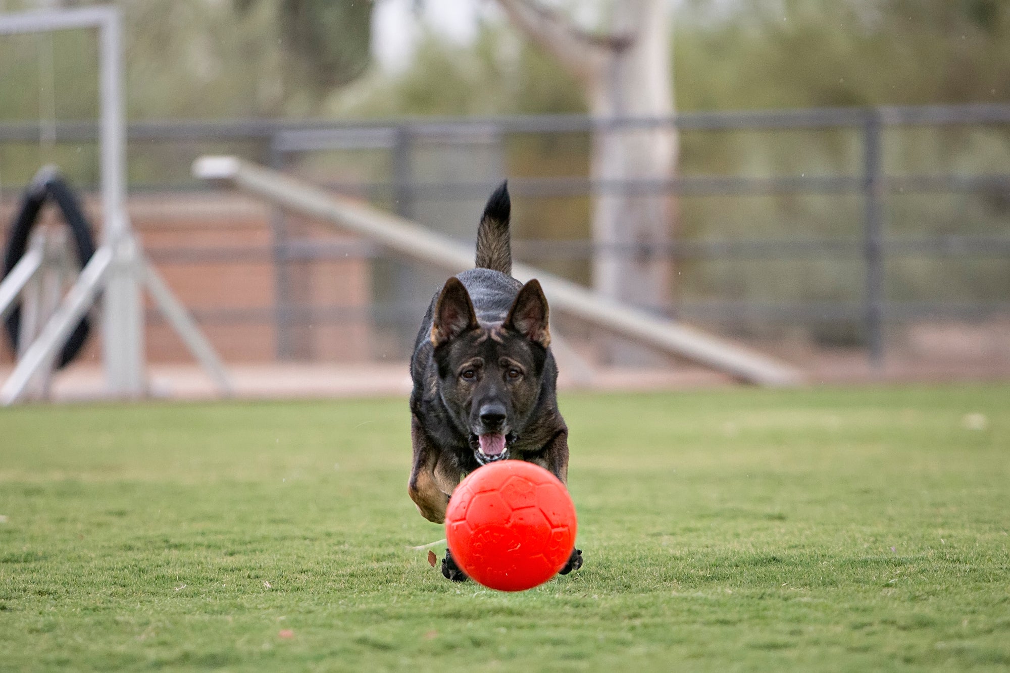 Веселый футбольный мяч для собак