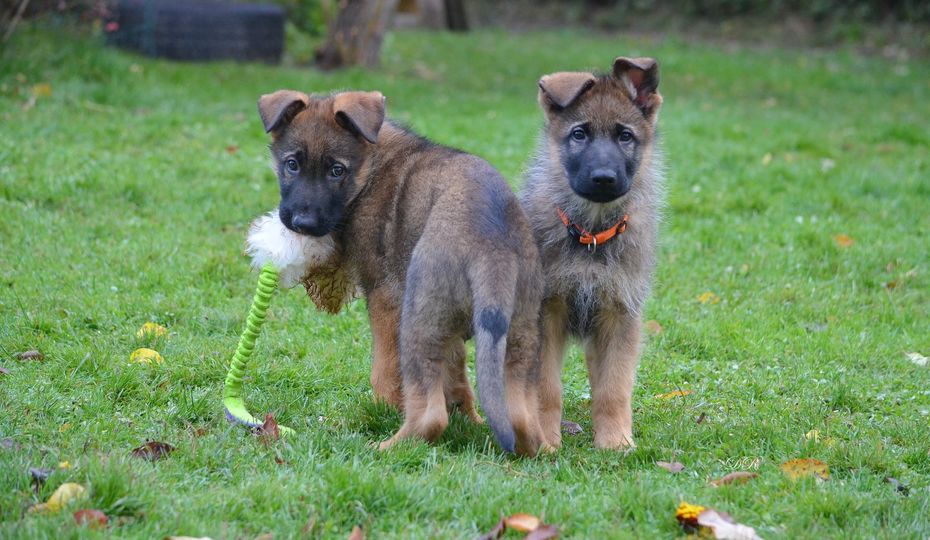 Toys from natural rabbit skin for dogs