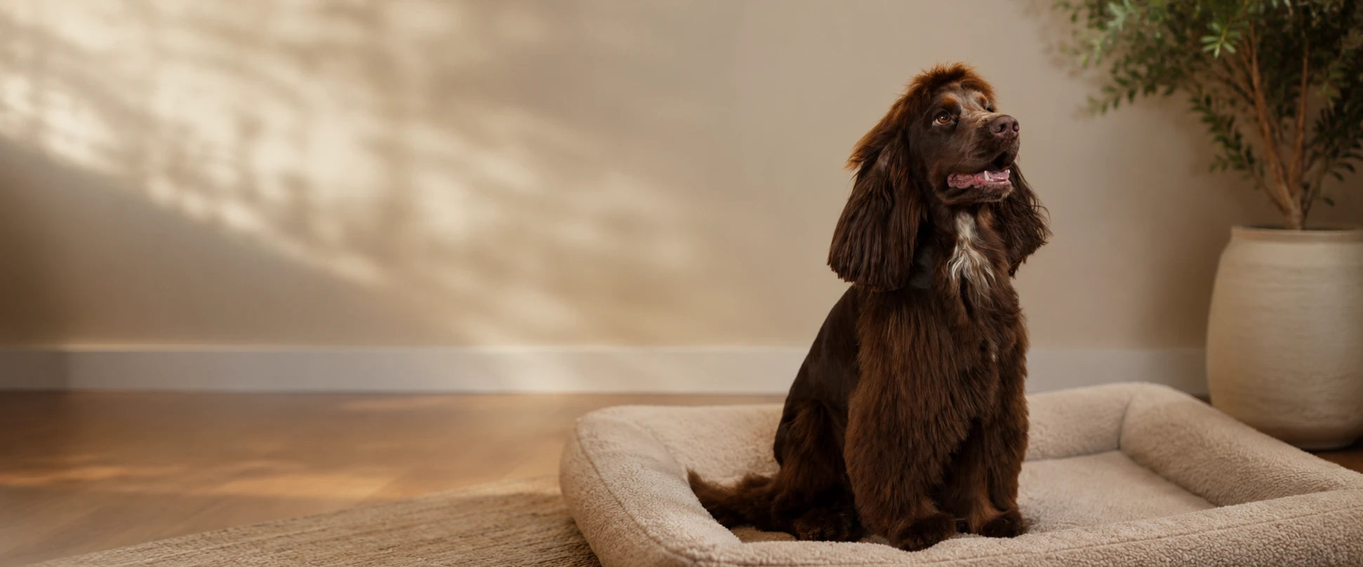 Food for medium and large breed dogs